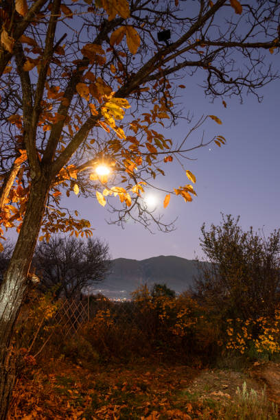 Countryside Rose Garden Night View