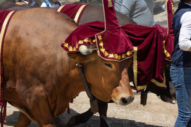 pain – August 8, 2025: Close-up view of a decorated ox adorned with traditional head ornaments and tassels, participating in a cultural festival parade.