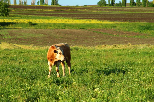 A cow standing in a field. Grass. Outdoor. Field. Cow. Green