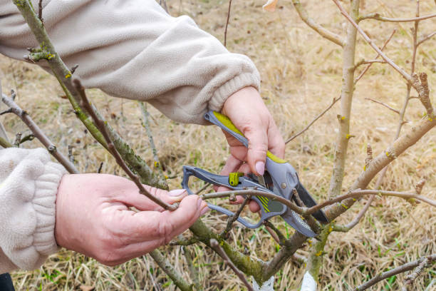 istock Women's Female gardener worker hands with shears, scissors cutting fruit tree branch in green garden, yard, courtyard. gardening agronomy farming work in spring autumn time 2152708892