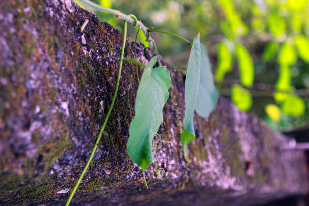 Green leaves creep on the cement walls