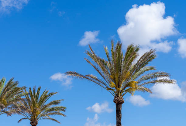 Spain, Majorca, Playa de Palma, April 24, 2024 - Closeup of palm trees agains sky