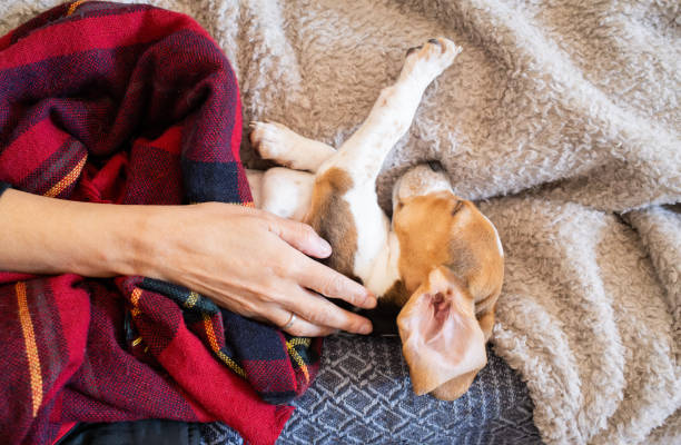 istock owner's hand caressing beagle puppy dog sleeping in bed covered with a blanket 2152710248