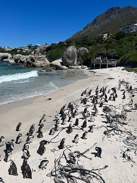 istock Penguins colony in South Africa 2152710318