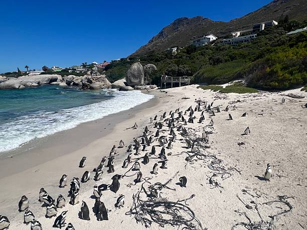istock Penguins colony in South Africa 2152710331