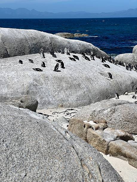 An African penguin stands on the rocky shore as ocean waves crash around it, showcasing the beauty of South Africas coast.