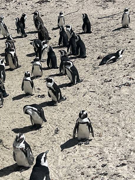 istock Penguins colony in South Africa 2152710383