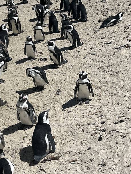 istock Penguins colony in South Africa 2152710444