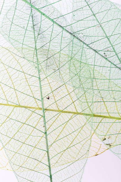 istock Leaf veins with a clipping path stock photo 2152713130