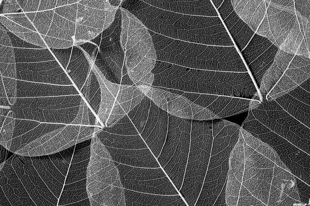 Leaf veins with a clipping path stock photo on black background