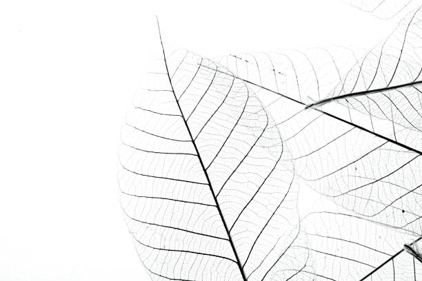 istock Leaf veins with a clipping path stock photo 2152713175