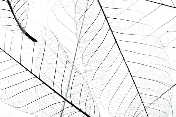 istock Leaf veins with a clipping path stock photo 2152713176