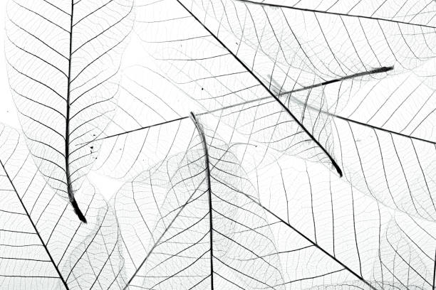 istock Leaf veins with a clipping path stock photo 2152713193