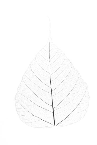 istock Leaf veins with a clipping path stock photo 2152713215
