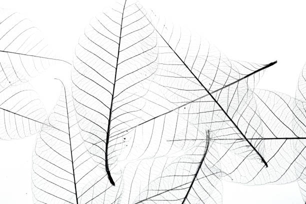 istock Leaf veins with a clipping path stock photo 2152713217