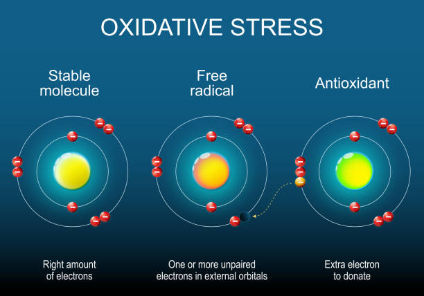 350+ Antioxidants And Free Radicals Stock Photos, Pictures