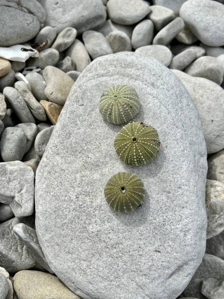 Sea urchins and starfish on blue background. Summer minimal concept.