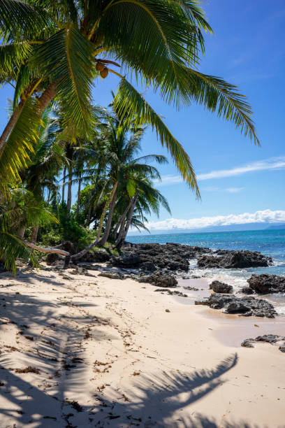 istock Sunlit tropical beach with towering palm trees. Pristine shoreline with rocky formations and gentle waves 2152717066