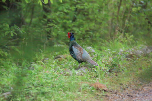istock Beautiful pheasant bird resting on the rock. 2152717080