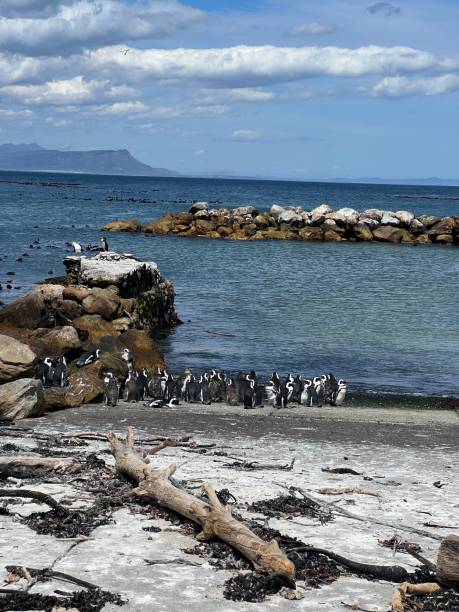 istock Penguins colony on Betty's Bay beach 2152717361