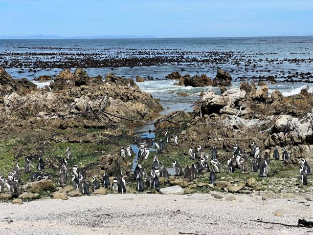 istock Penguins colony on Betty's Bay beach 2152717397