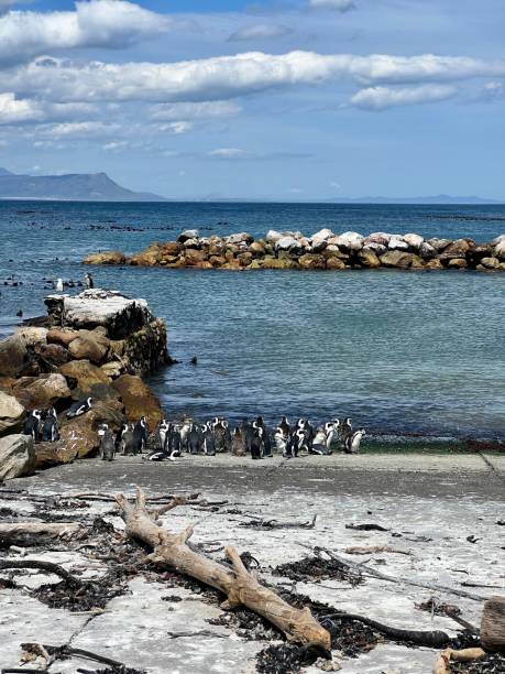 istock Penguins colony on Betty's Bay beach 2152717406