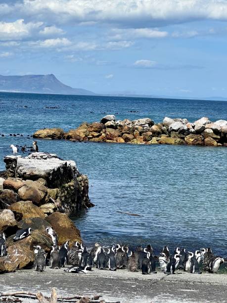istock Penguins colony on Betty's Bay beach 2152717423