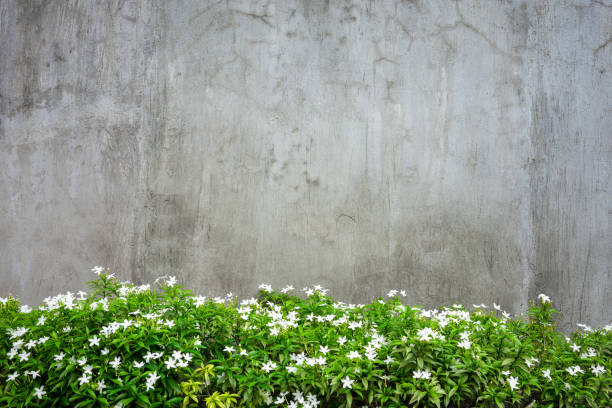 Background from a gray concrete wall with green bushes below in the foreground with white flowers.