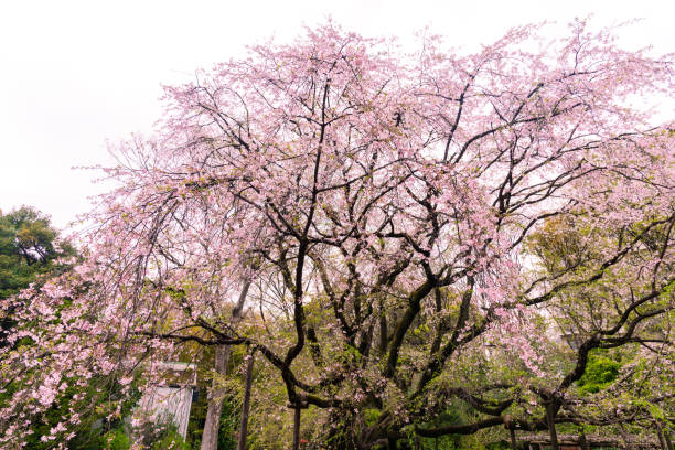 istock Cherry Blossom Tree in Tokyo park 2152717659