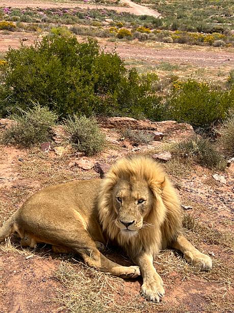 istock Lion in African savannah 2152718190