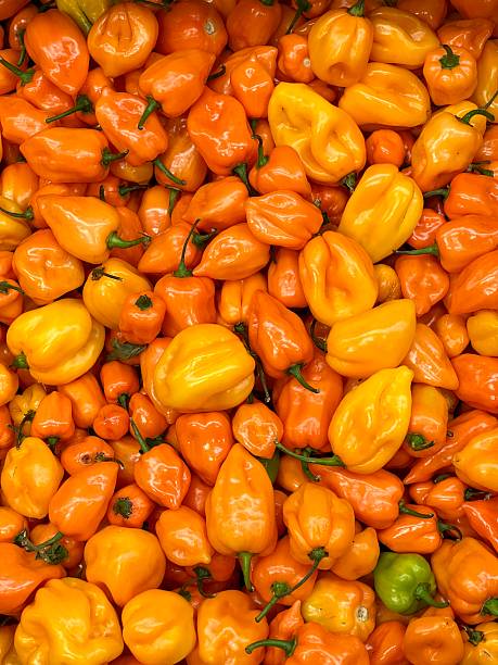 Chillies and Powder