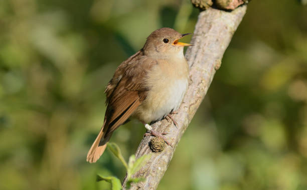 istock Common nightingale, rufous nightingale  (Luscinia megarhynchos) 2152719161