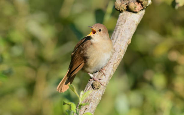 istock Common nightingale, rufous nightingale  (Luscinia megarhynchos) 2152719195