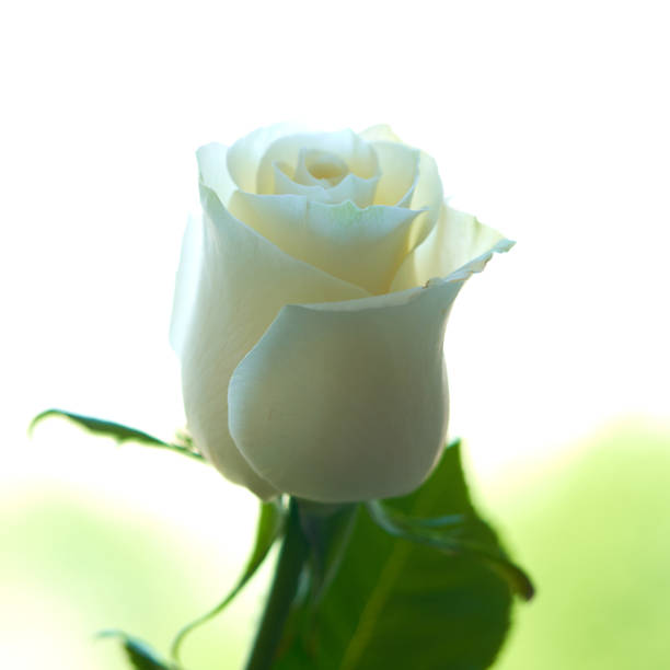 Fresh beautiful pink rose isolated on a white background. Detail for creating a collage