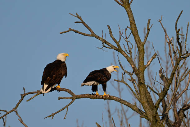 istock A mating pair of American Bald Eagles resting in a tree 2152722867