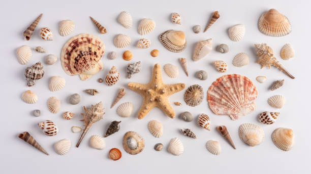 istock Collection of various exotic sea shells and starfish on a white background 2152722890