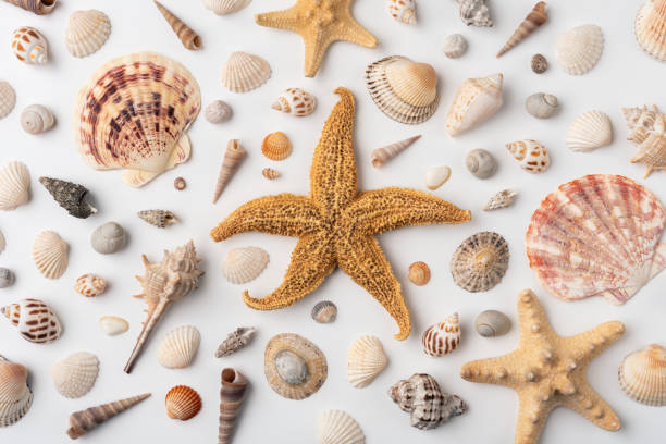 istock Collection of various exotic sea shells and starfish on a white background 2152722929