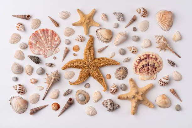istock Collection of various exotic sea shells and starfish on a white background 2152722937