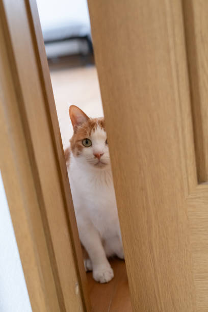 istock cat staring through the gap in the door 2152723066