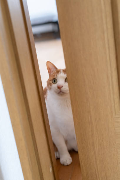 istock cat staring through the gap in the door 2152723075