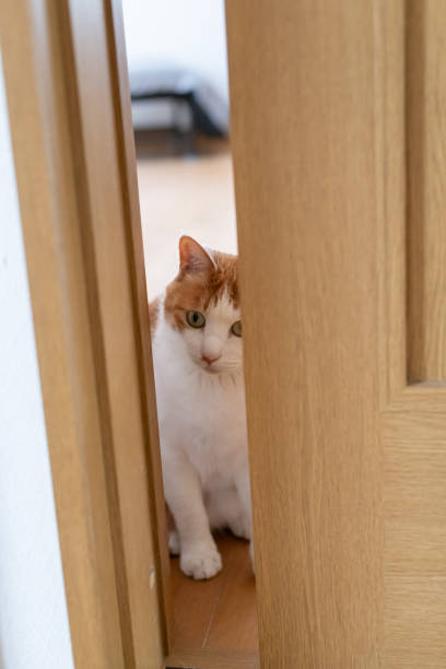 istock cat staring through the gap in the door 2152723091