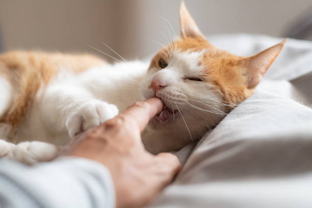 istock Cute cat biting his owner's finger 2152723275