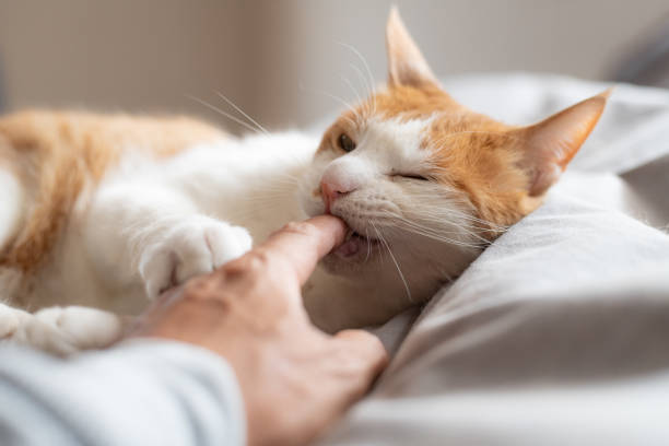 istock Cute cat biting his owner's finger 2152723288