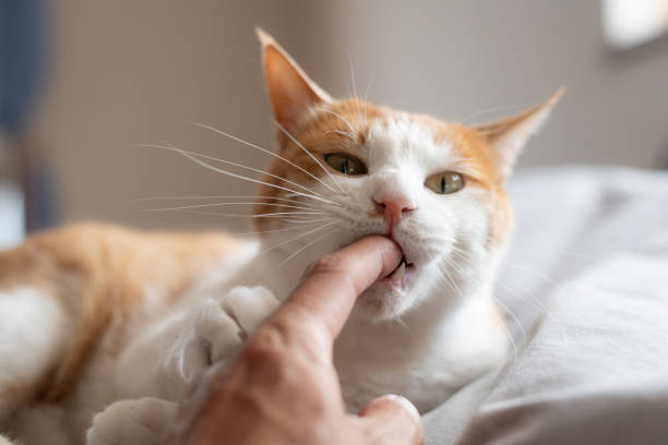 istock Cute cat biting his owner's finger 2152723296