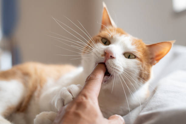 istock Cute cat biting his owner's finger 2152723299