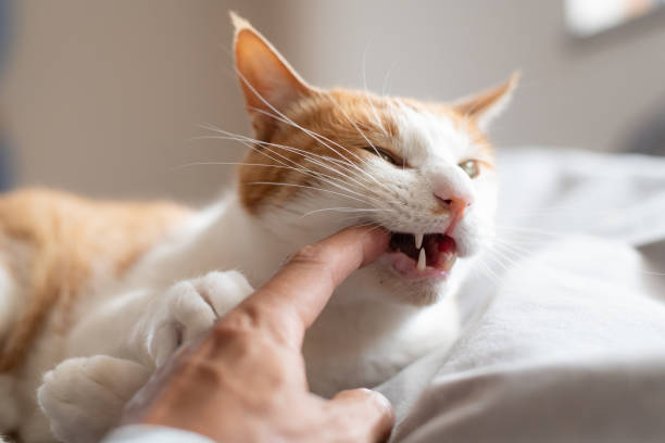 istock Cute cat biting his owner's finger 2152723305