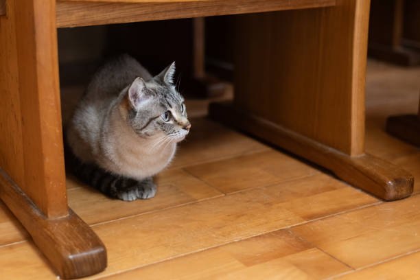 istock cat hiding under the chair 2152723386