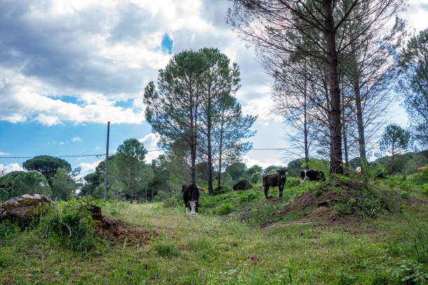 Cows Grazing on Kozak Plateau, Goose Mountains