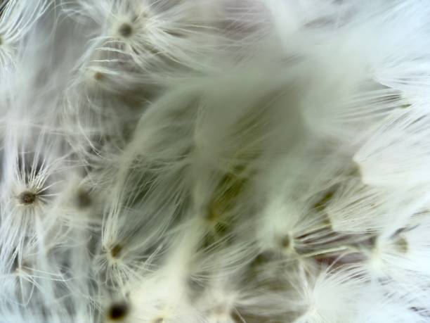 istock Extreme close up of dandelion 2152726113