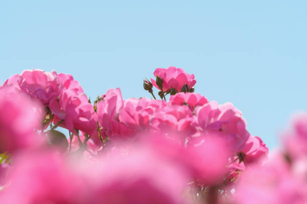 Bright pink roses in flower beds and blue sky